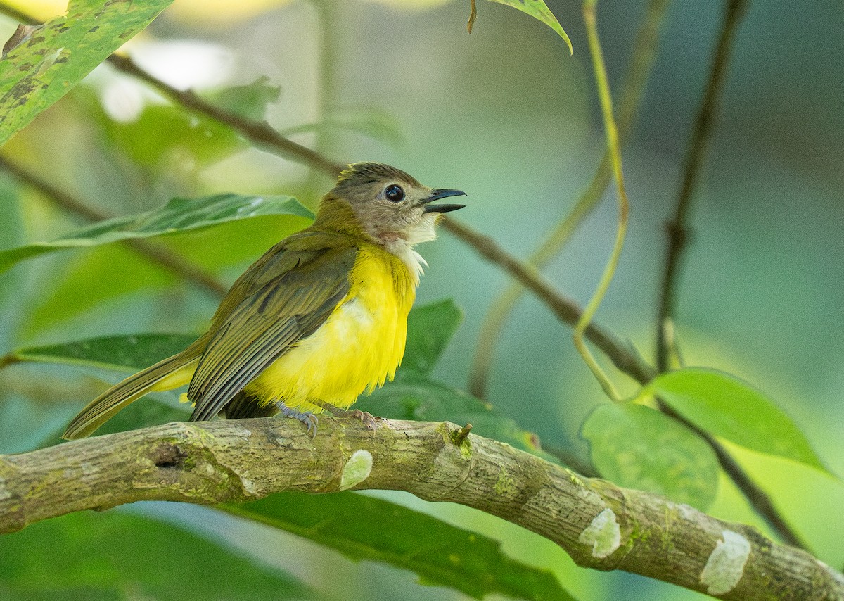 Yellow-bellied Whistler (philippinensis Group) - ML614715028