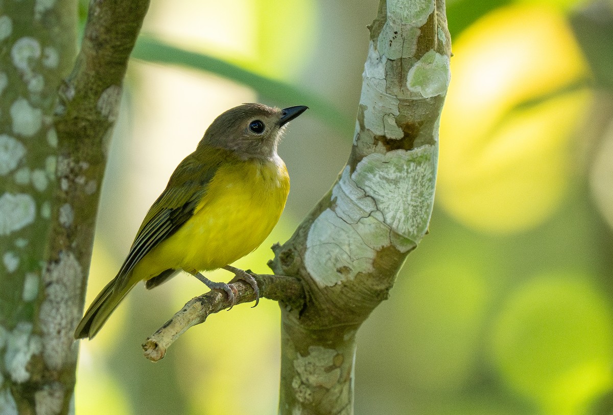 Yellow-bellied Whistler (philippinensis Group) - ML614715029