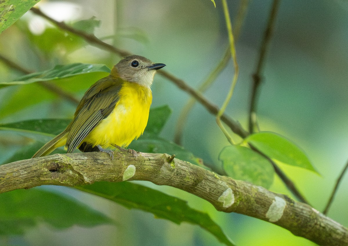 Yellow-bellied Whistler (philippinensis Group) - ML614715030