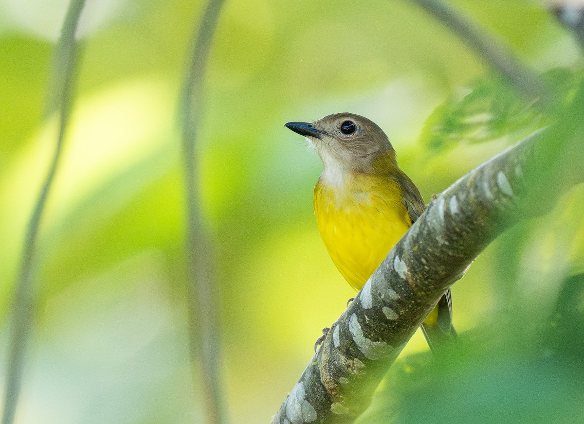 Yellow-bellied Whistler (philippinensis Group) - Forest Botial-Jarvis