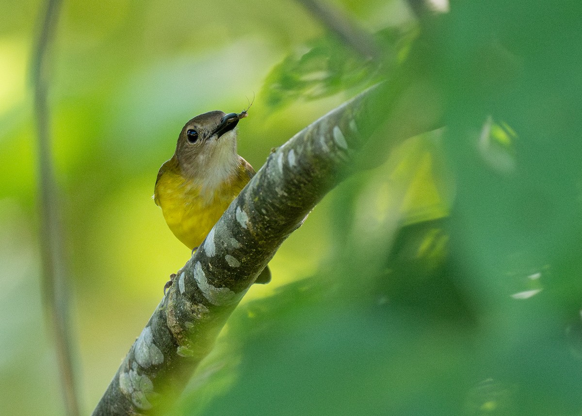 Yellow-bellied Whistler (philippinensis Group) - ML614715032