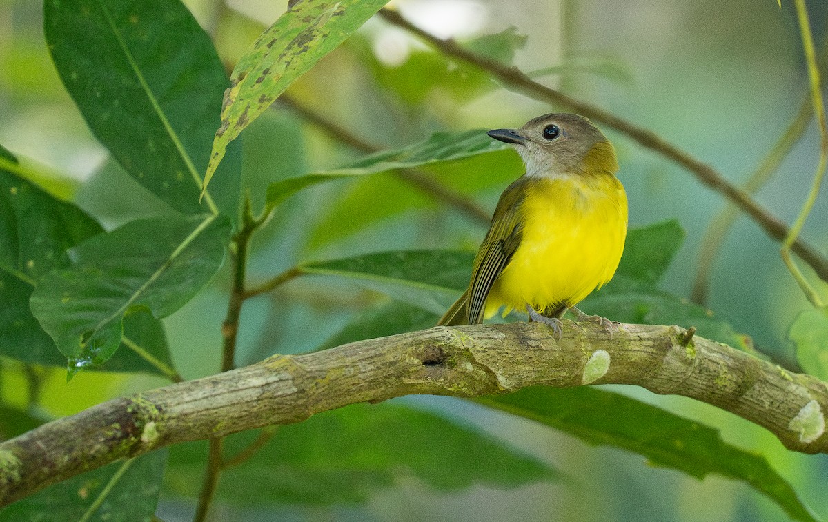 Yellow-bellied Whistler (philippinensis Group) - ML614715033