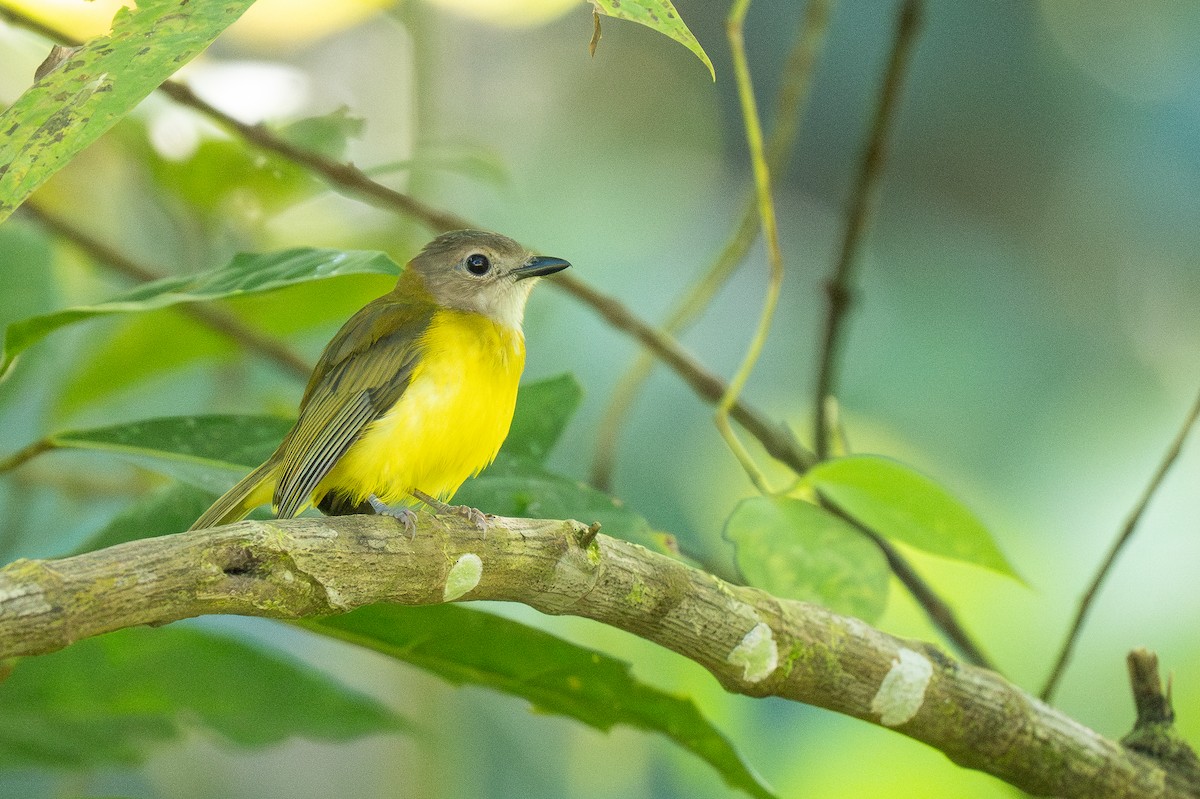 Yellow-bellied Whistler (philippinensis Group) - ML614715034