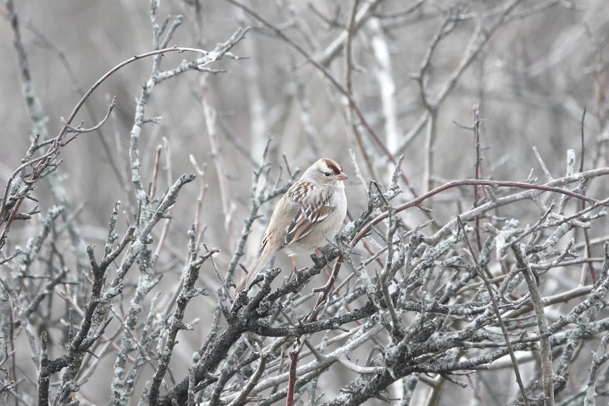 Ebird Checklist Feb Ponquogue Bridge Species