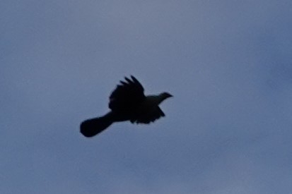 Black Wood-Pigeon - ML614715243