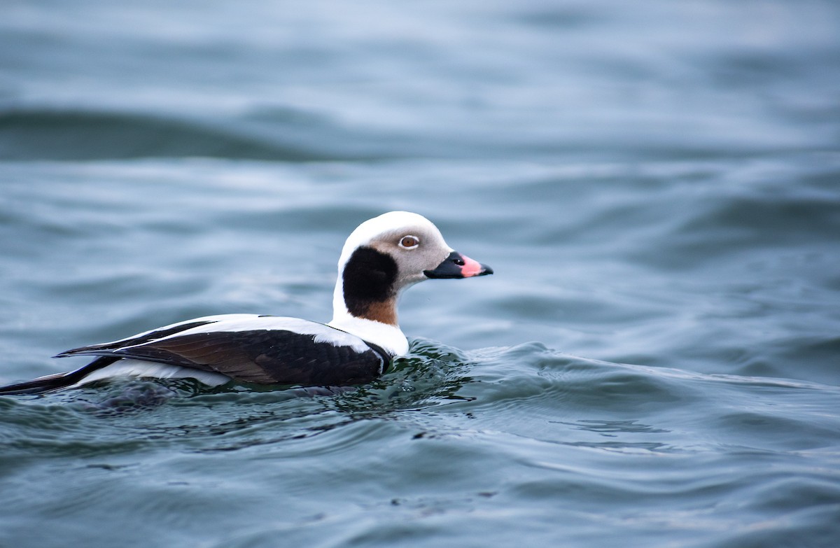 Long-tailed Duck - ML614715290