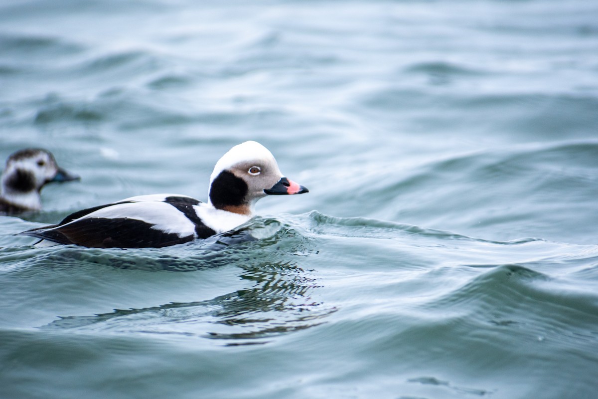 Long-tailed Duck - ML614715291