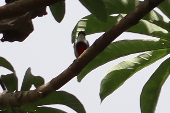 Black-belted Flowerpecker - ML614715429