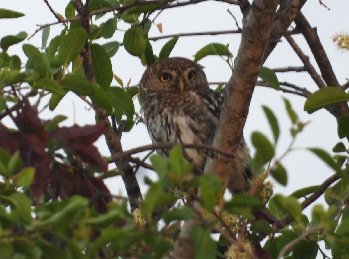 Pearl-spotted Owlet - ML614715951
