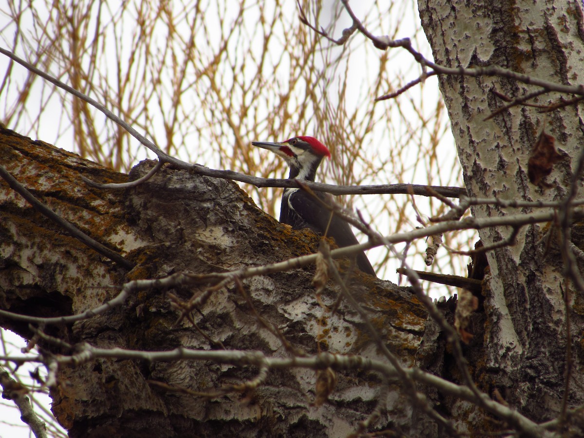 Pileated Woodpecker - ML614716059