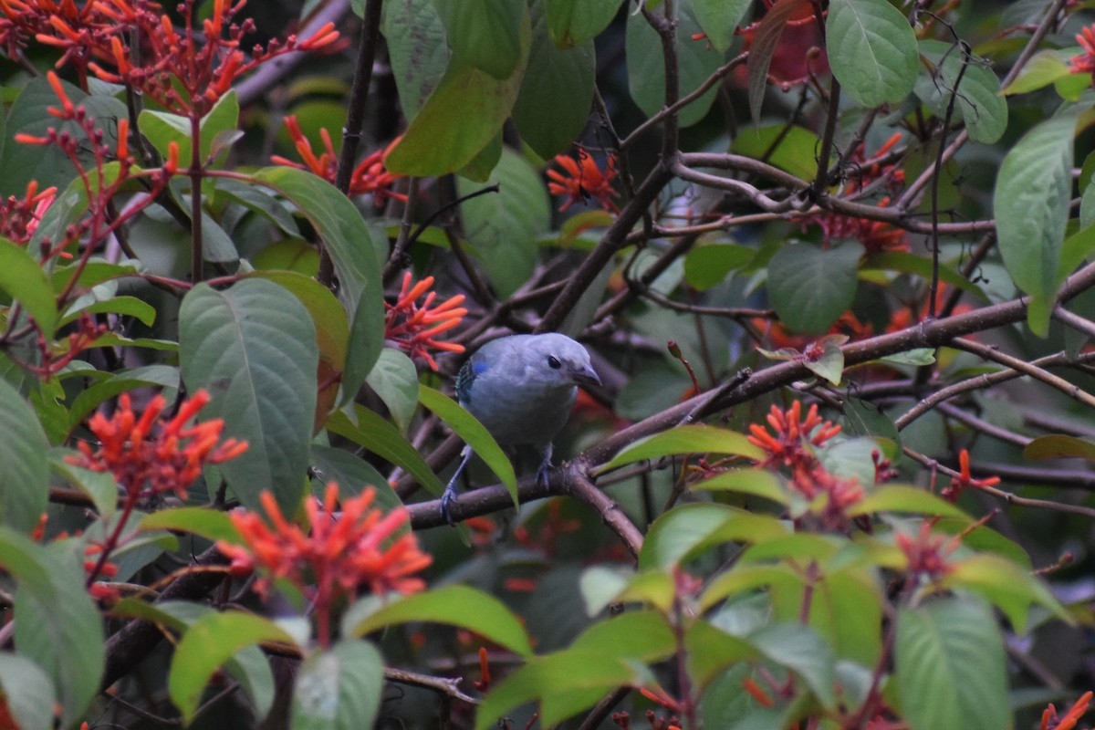 Blue-gray Tanager - ML614716121