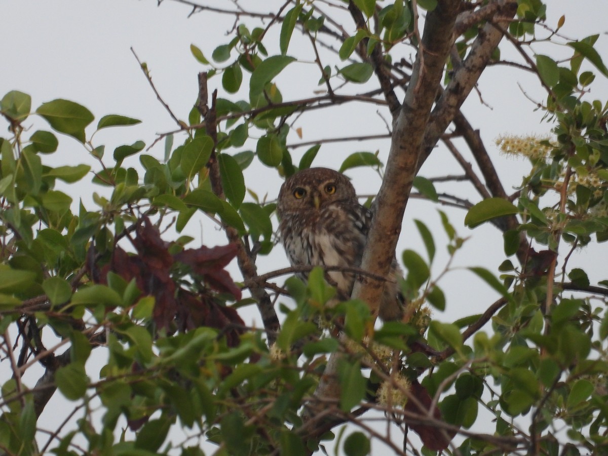 Pearl-spotted Owlet - ML614716127