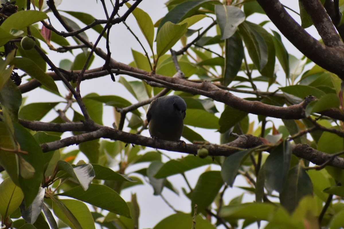 Yellow-winged Tanager - ML614716150