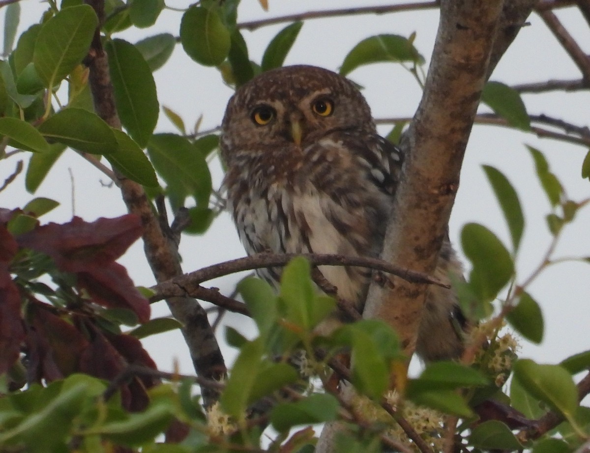 Pearl-spotted Owlet - ML614716181