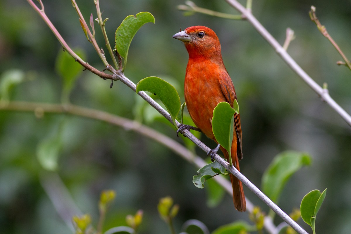 Hepatic Tanager - ML614716925
