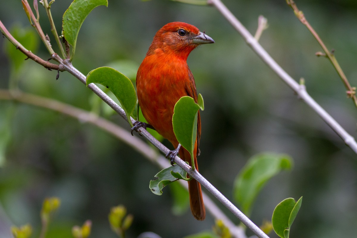 Hepatic Tanager - ML614716926