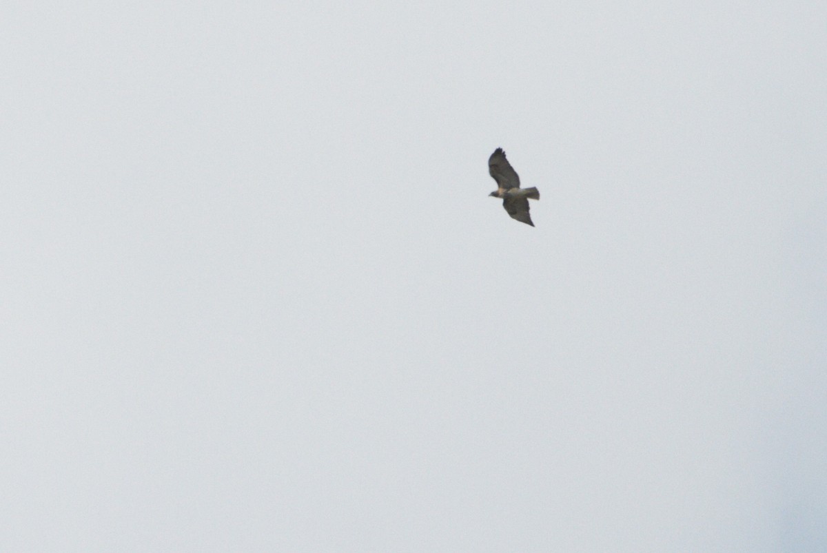 Red-tailed Hawk - ML614717163