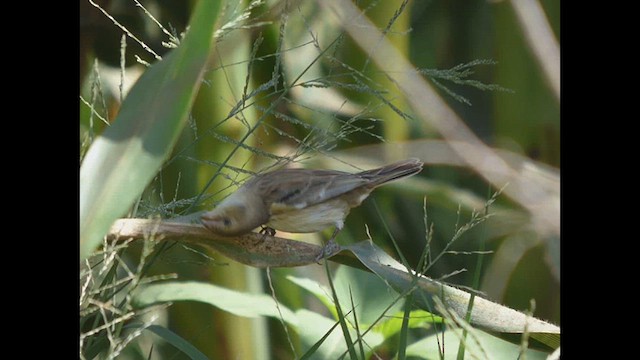Chestnut-throated Seedeater - ML614717191