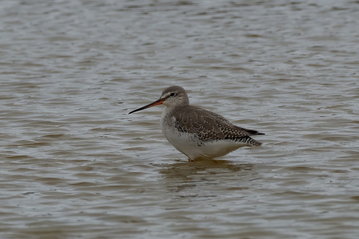 Spotted Redshank - ML614717236