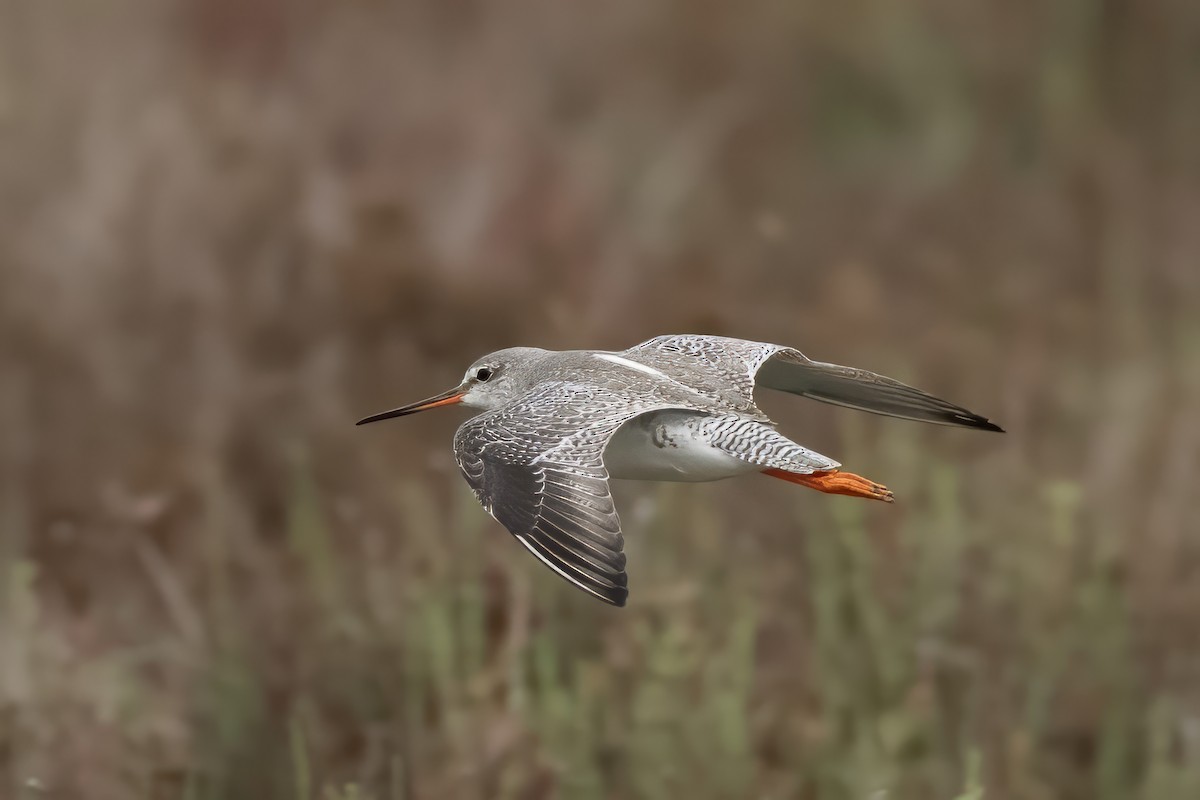 Spotted Redshank - ML614717249