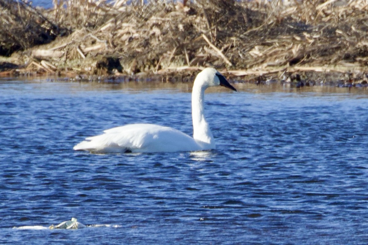 Trumpeter Swan - Jack Coulter