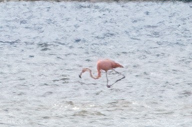 American Flamingo - ML614717375