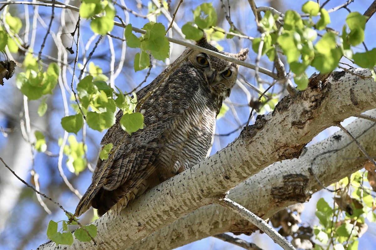 Great Horned Owl - ML614717545