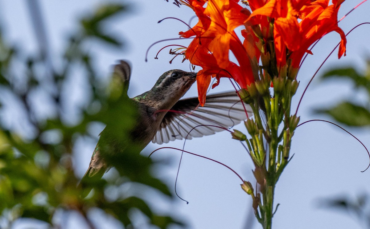 Speckled Hummingbird - Jining Han