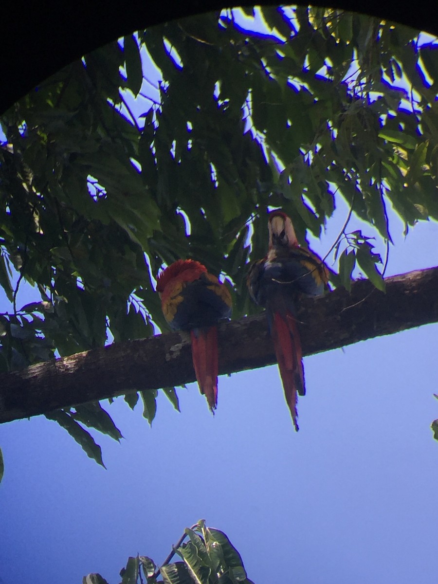 Scarlet Macaw - ML614718051