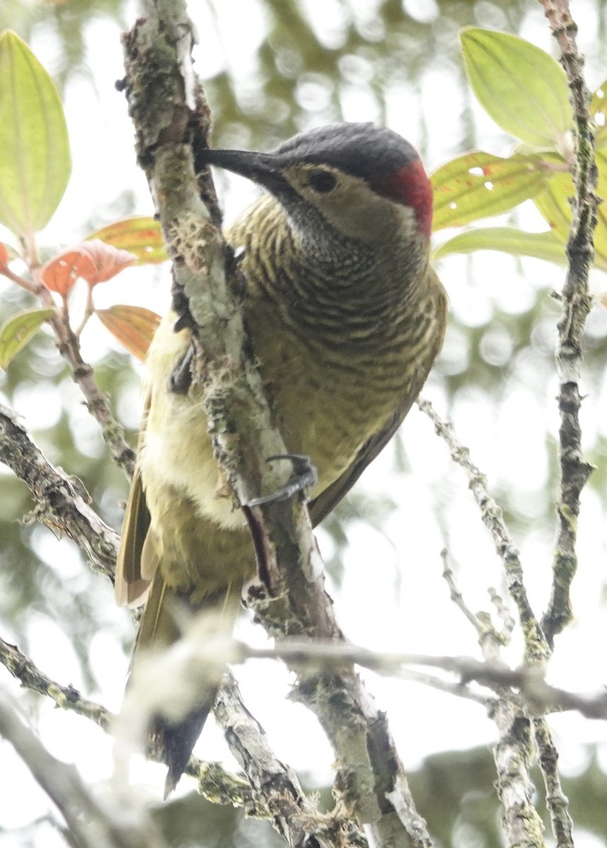 Golden-olive Woodpecker - ML614718315