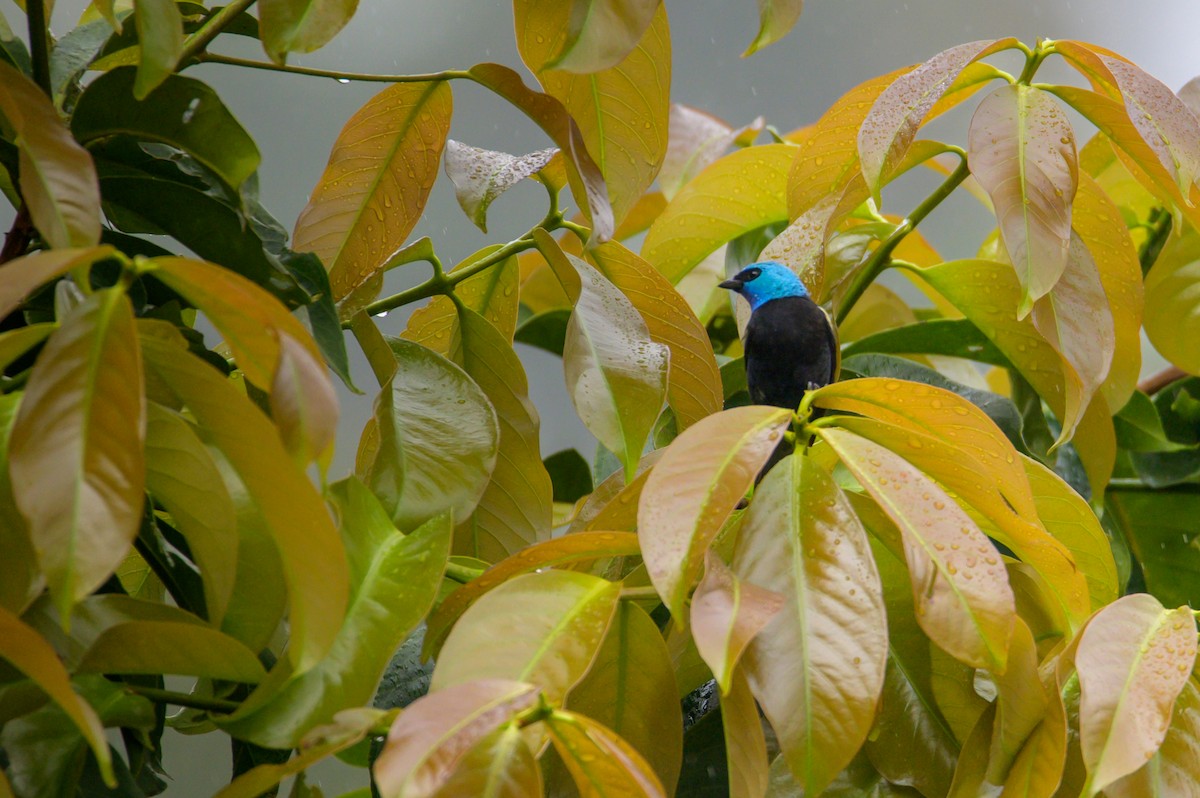 Blue-necked Tanager - ML614718504