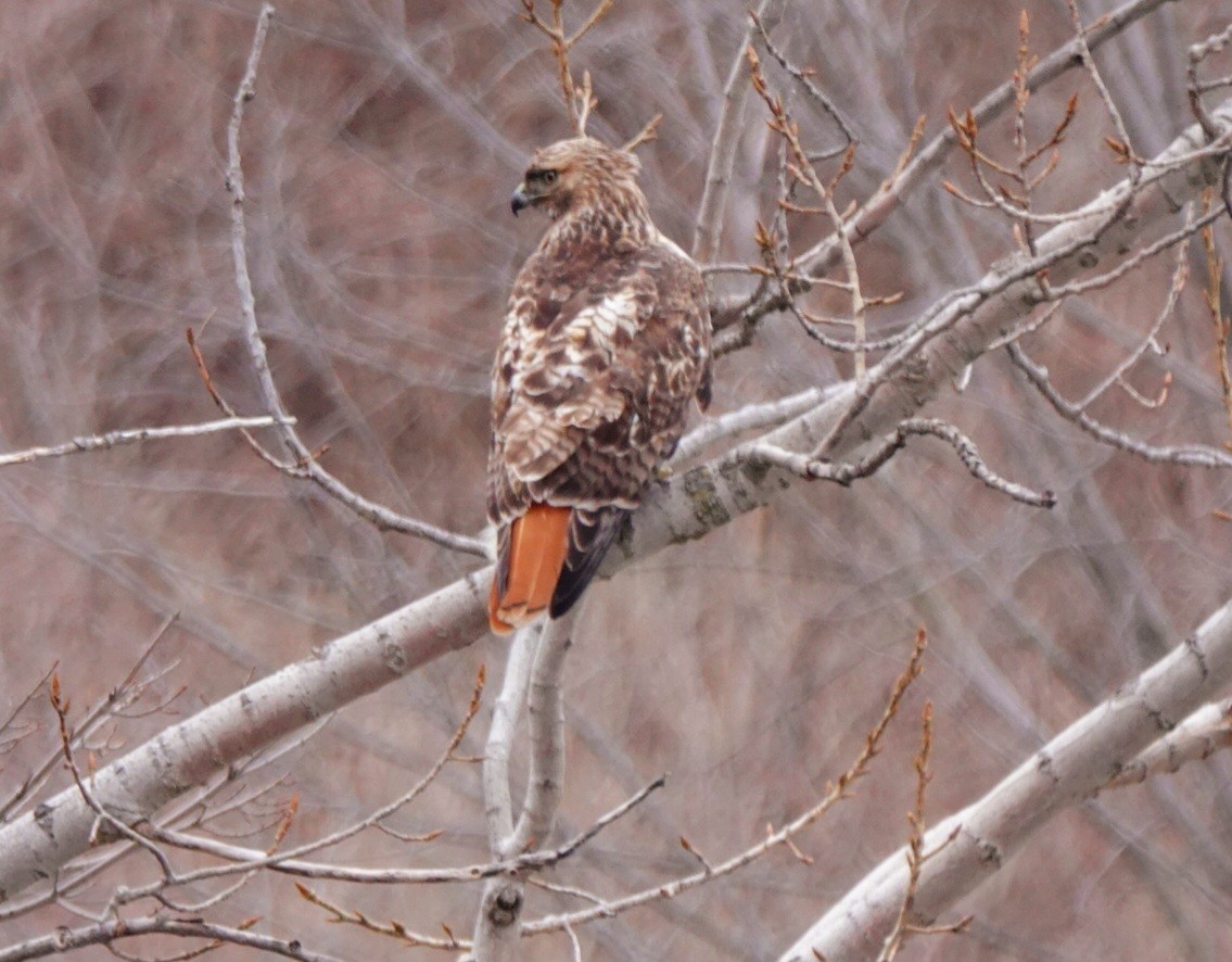 Red-tailed Hawk - ML614718788