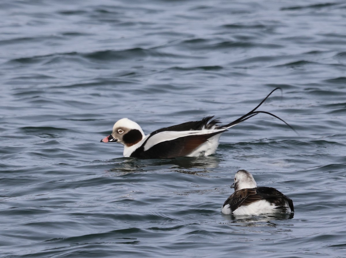 Long-tailed Duck - ML614718825