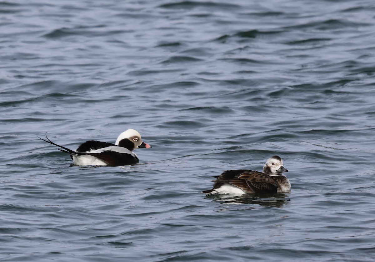 Long-tailed Duck - ML614718845