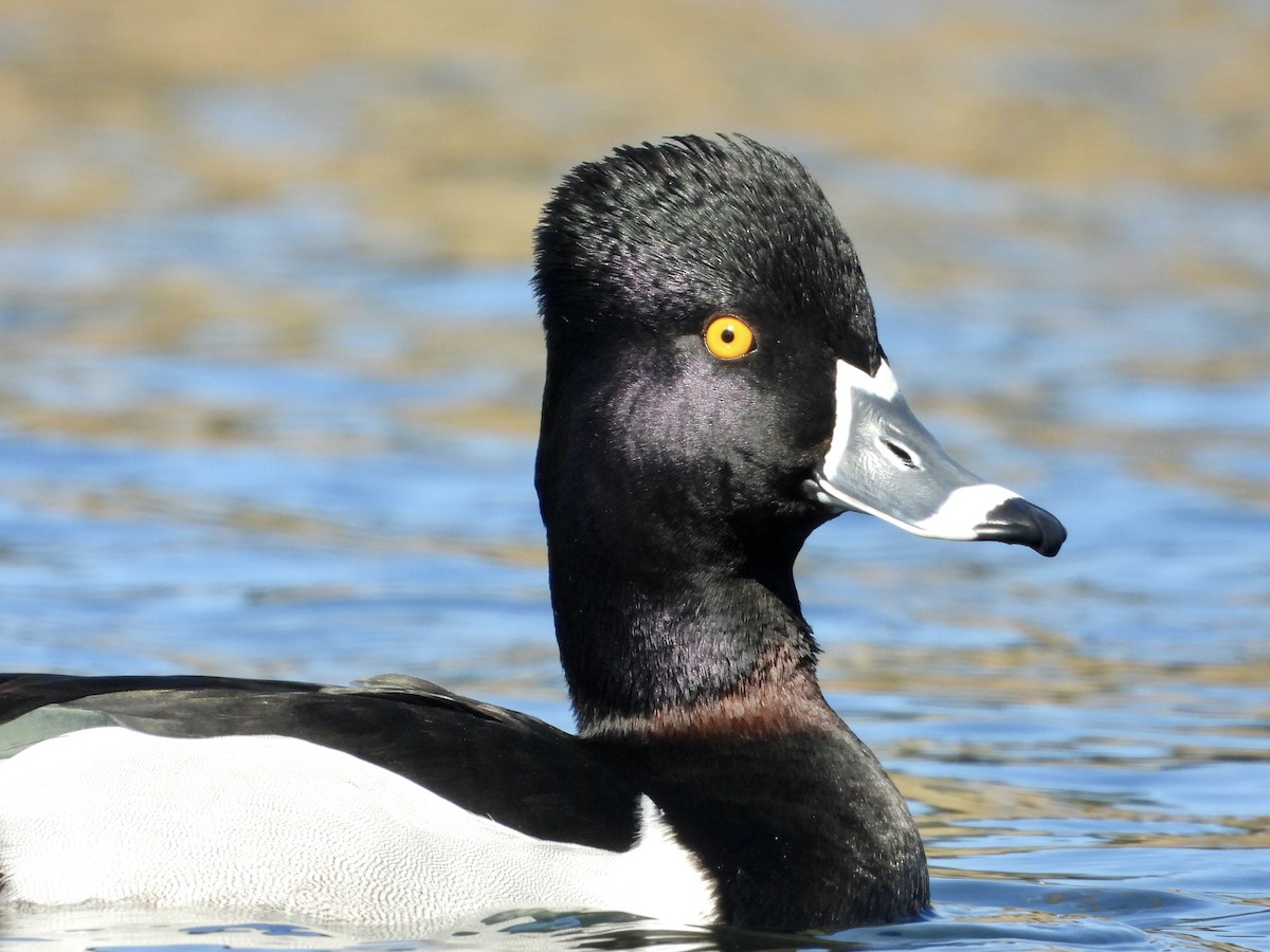 Ring-necked Duck - ML614719290
