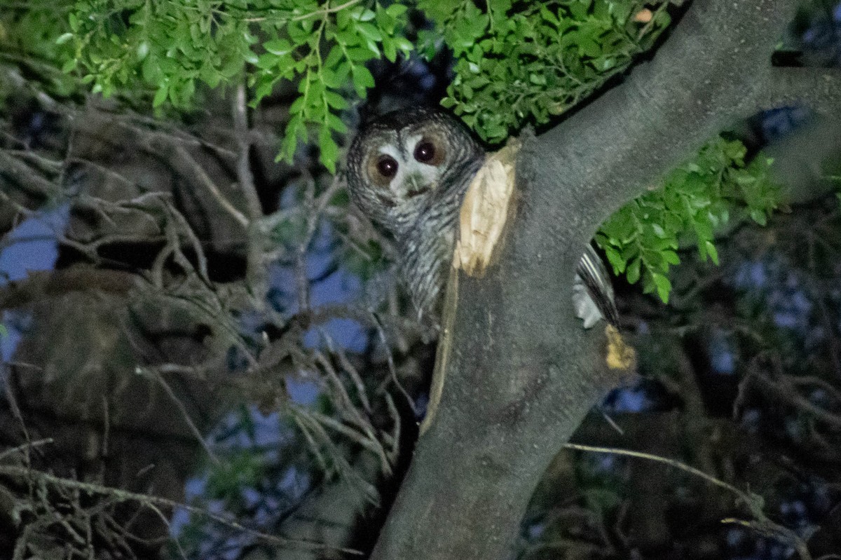 Rufous-legged Owl - ML614719397