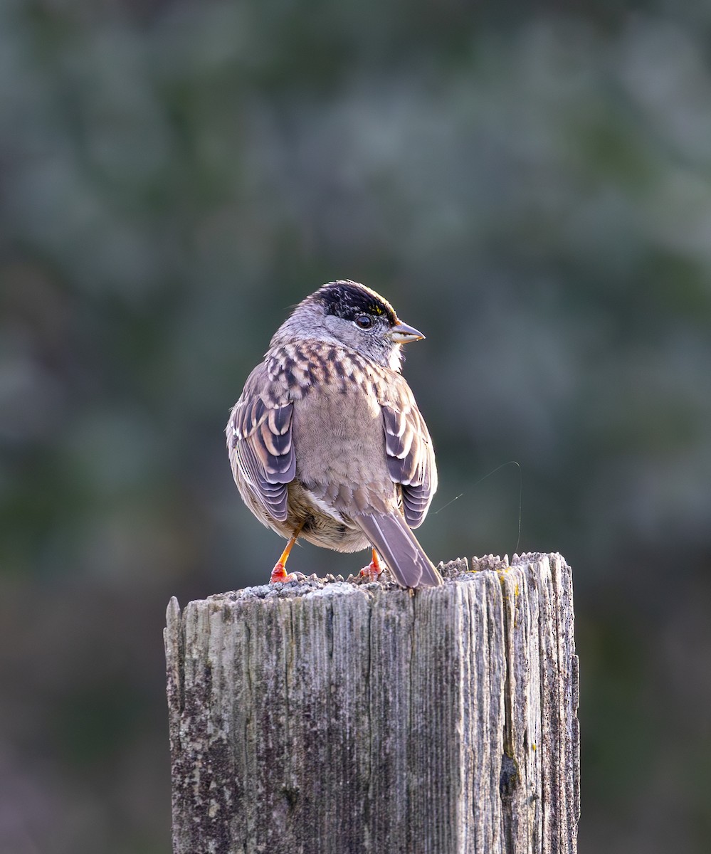 Golden-crowned Sparrow - Sylvia Wright