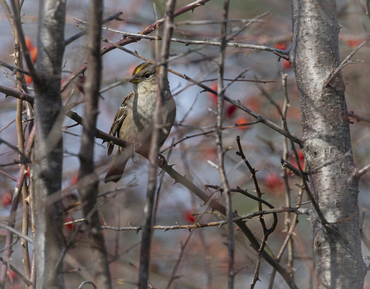 Golden-crowned Sparrow - ML614719476