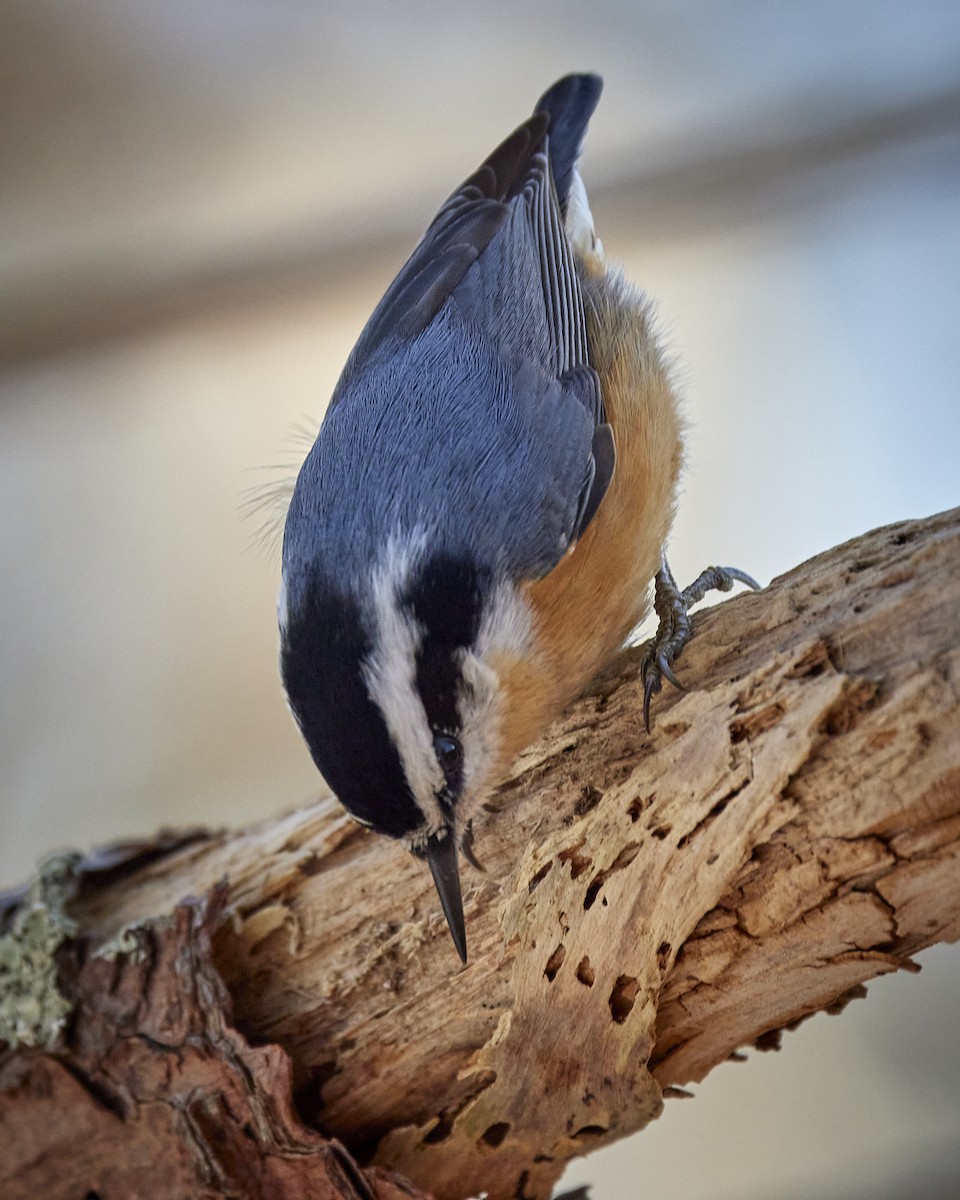 Red-breasted Nuthatch - ML614719505