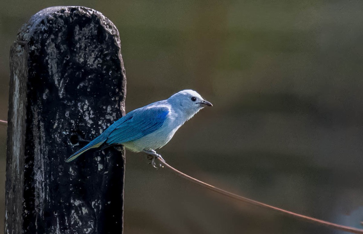Blue-gray Tanager - ML614719598