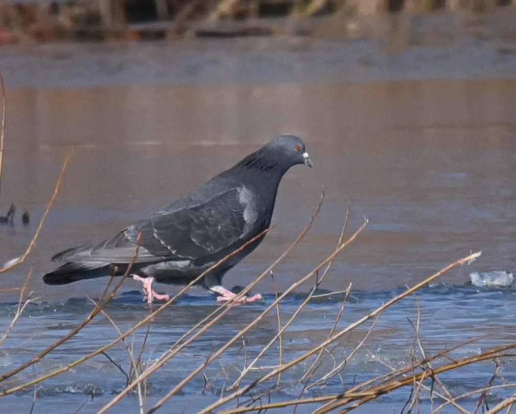 Rock Pigeon (Feral Pigeon) - ML614719645