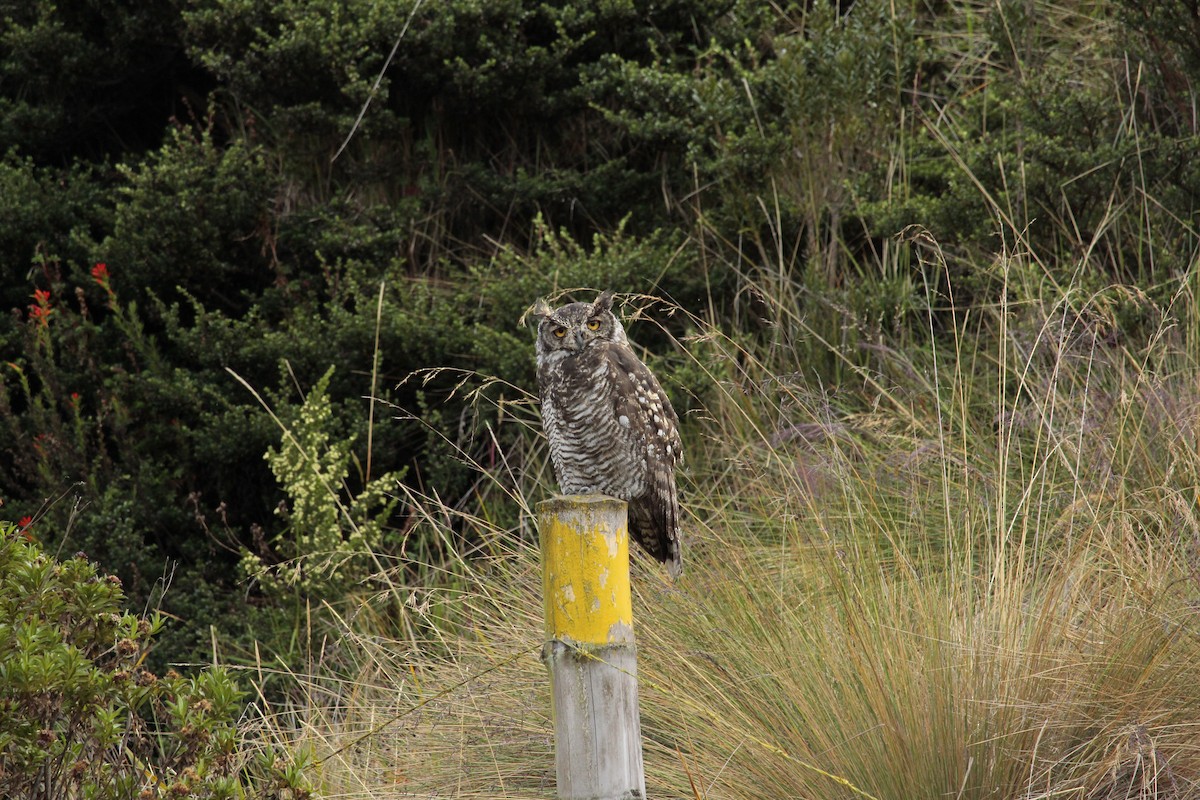 Great Horned Owl - ML614719710