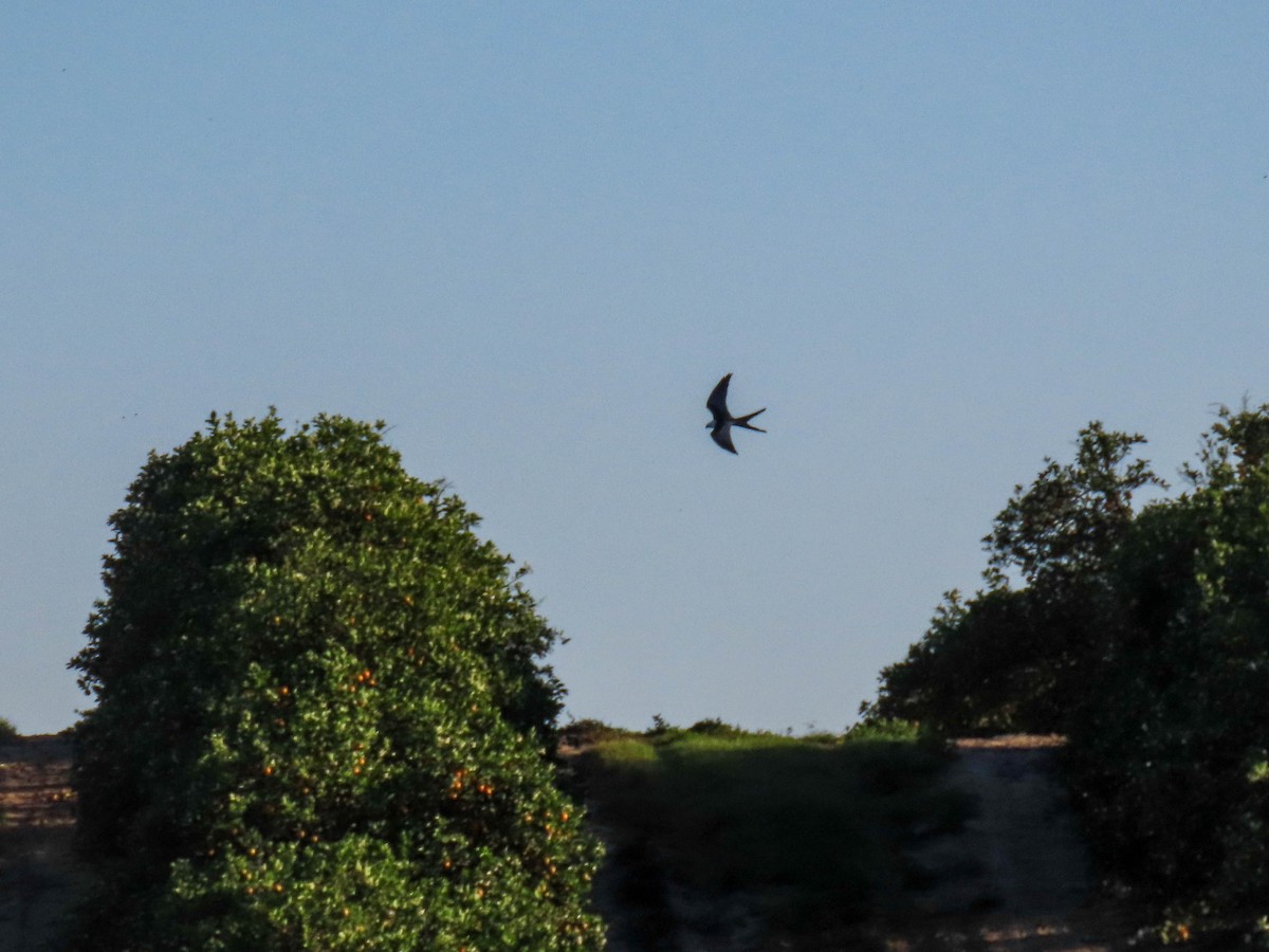 Swallow-tailed Kite - ML614719911