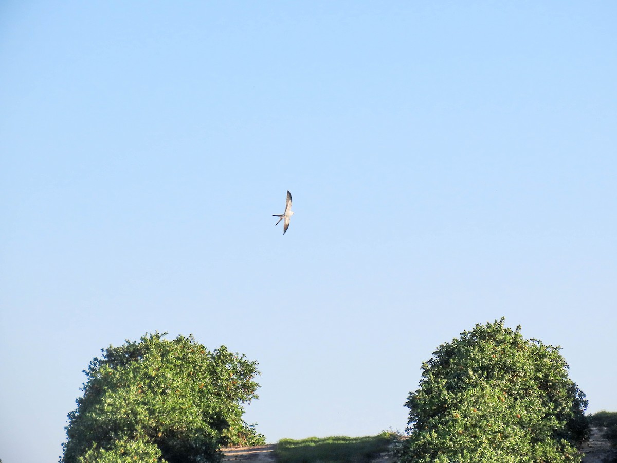 Swallow-tailed Kite - ML614719913