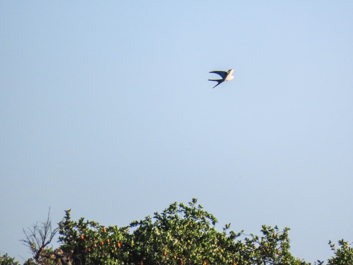 Swallow-tailed Kite - ML614719914