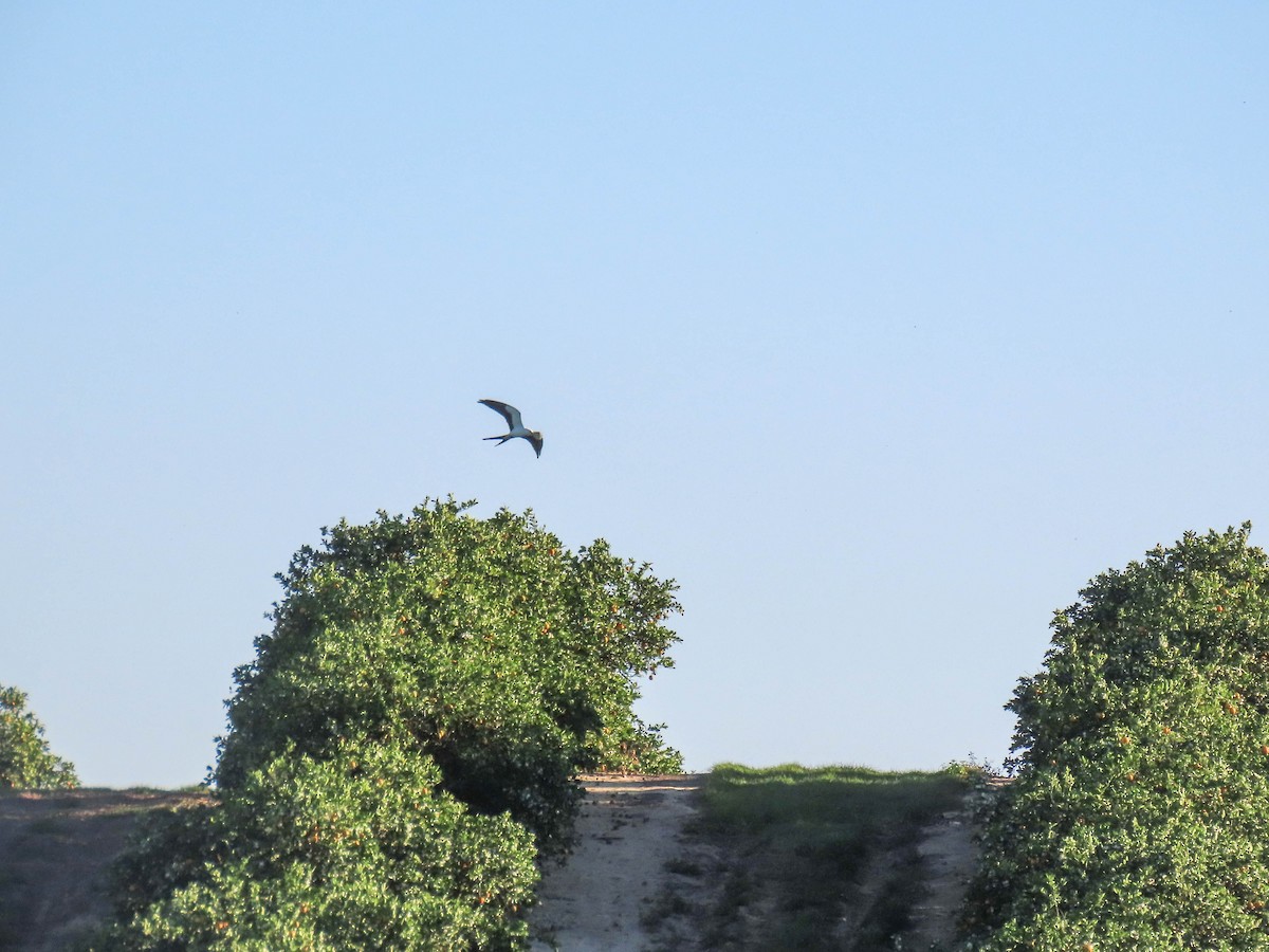 Swallow-tailed Kite - ML614719915