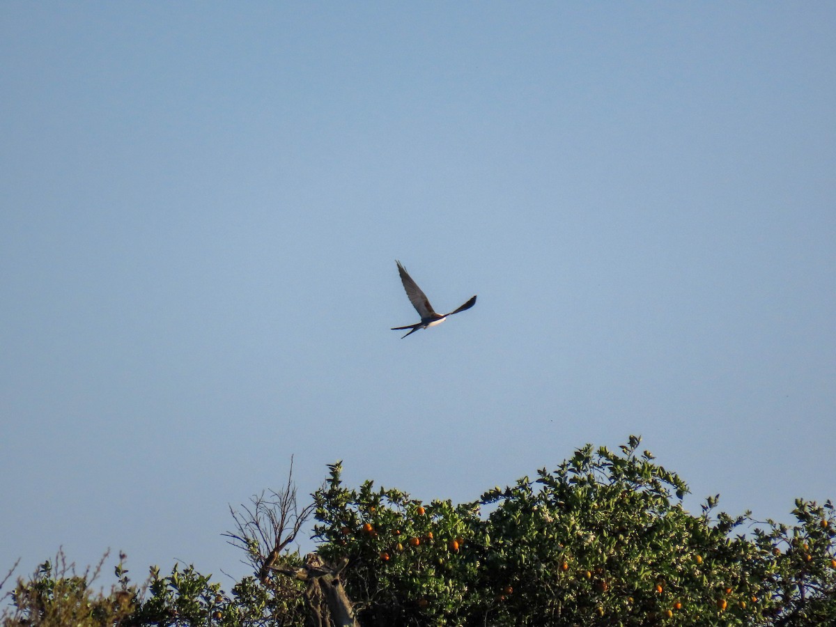 Swallow-tailed Kite - ML614719916