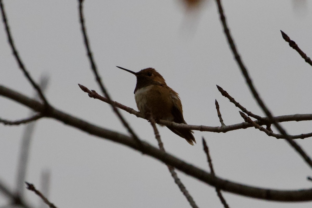 Rufous Hummingbird - ML614720062