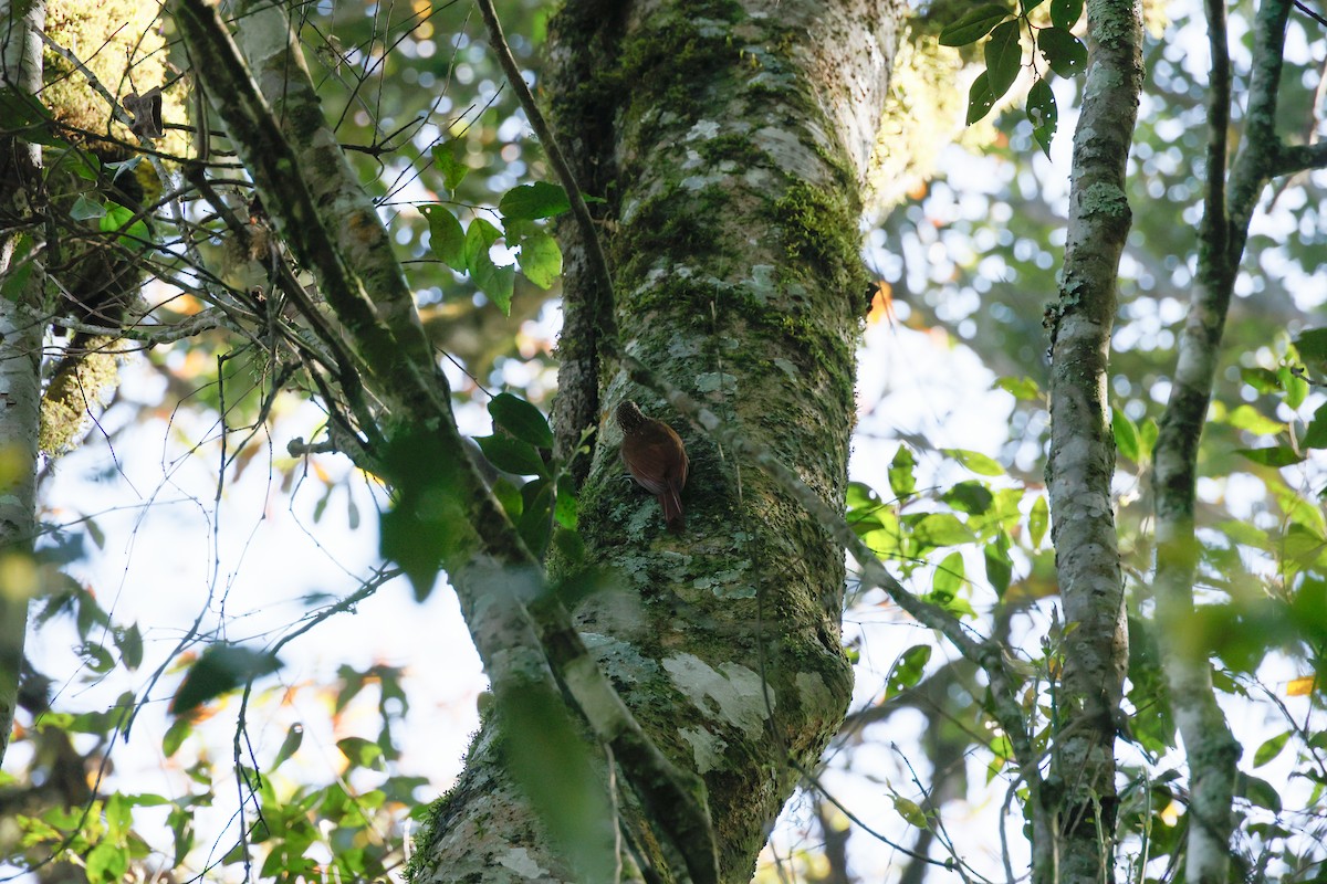 Spot-crowned Woodcreeper - ML614720356