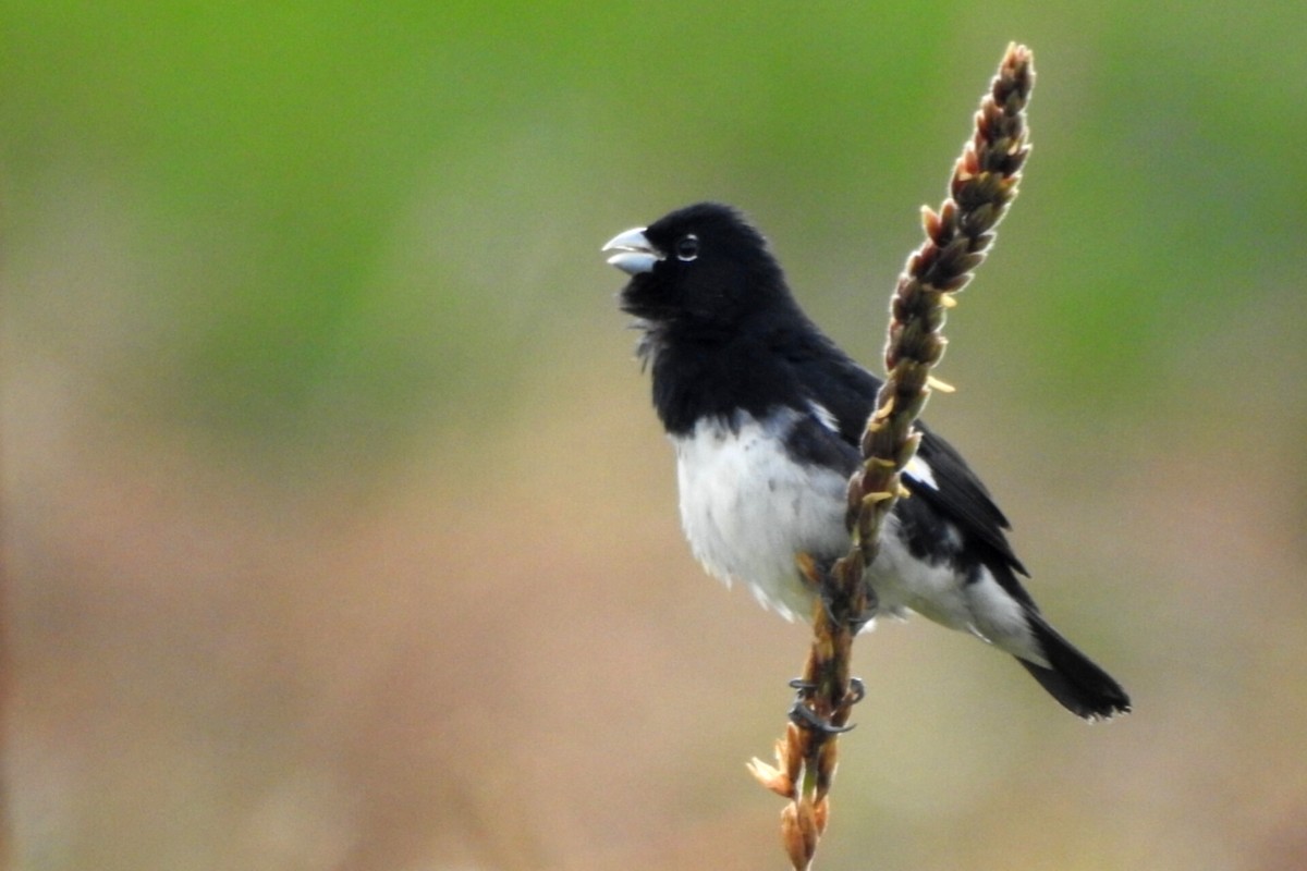 Black-and-white Seedeater - ML614720433